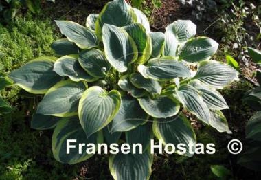 Hosta Battle Star