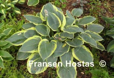 Hosta Battle Star