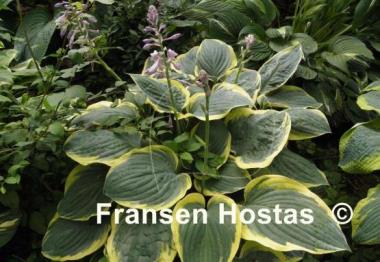 Hosta Battle Star