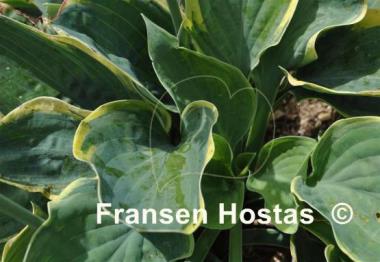 Hosta Battle Star