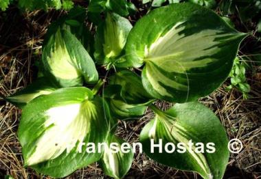 Hosta Beach Boy