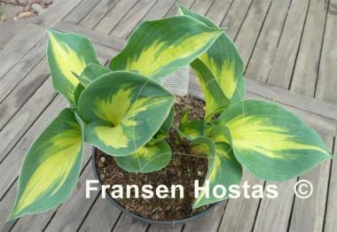 Hosta Beach Boy