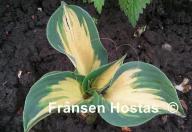 Hosta Beach Boy