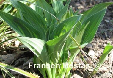 Hosta Beauty Little Blue Streaked