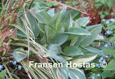 Hosta Beauty Little Blue Streaked