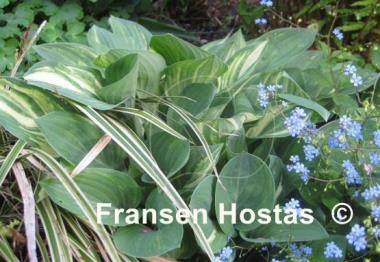 Hosta Beauty Little Blue Streaked