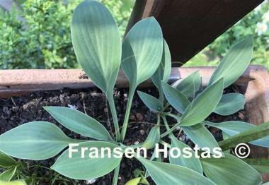 Hosta Beauty Little Blue