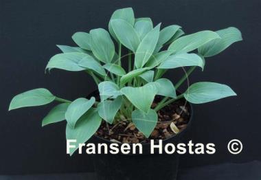 Hosta Beauty Little Blue