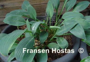 Hosta Beauty Little Blue
