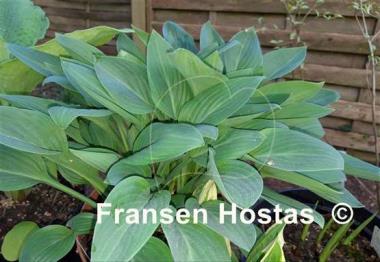 Hosta Beauty Little Blue