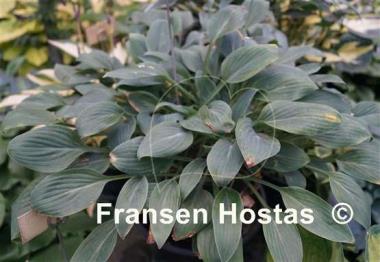 Hosta Beauty Little Blue