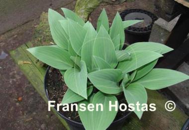 Hosta Beauty Little Blue