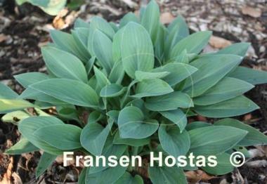 Hosta Beauty Little Blue
