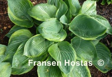 Hosta Beauty Substance