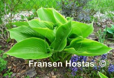 Hosta Beauty Substance