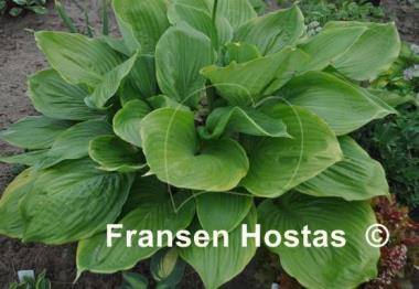 Hosta Beauty Substance