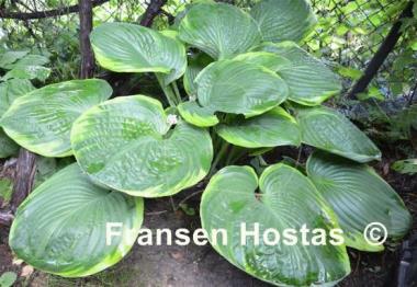 Hosta Beauty Substance