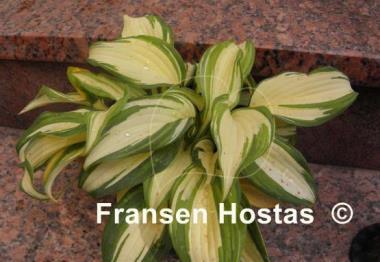 Hosta Beauty from Poland
