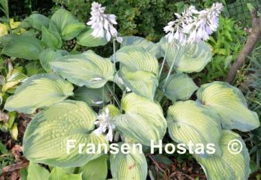 Hosta Beckoning