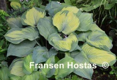 Hosta Beckoning