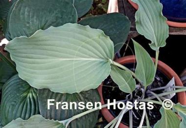 Hosta Becky's Choice