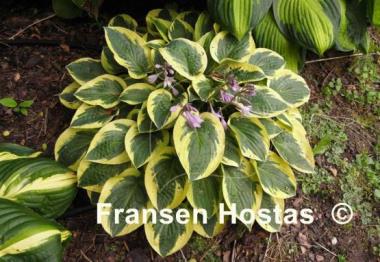 Hosta Bedazzled