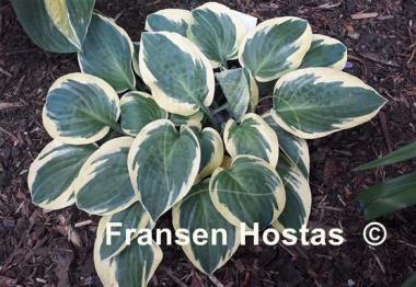 Hosta Bedazzled
