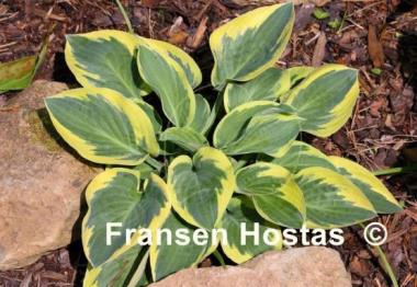 Hosta Bedazzled