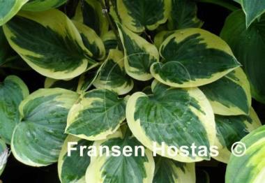 Hosta Bedazzled