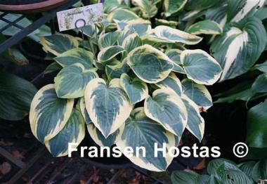 Hosta Bedazzled