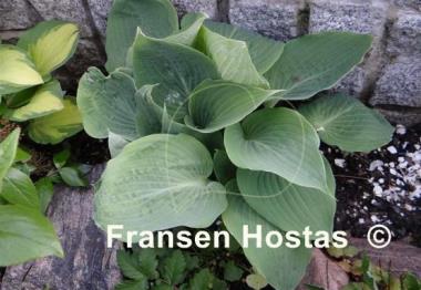 Hosta Bedford Blue