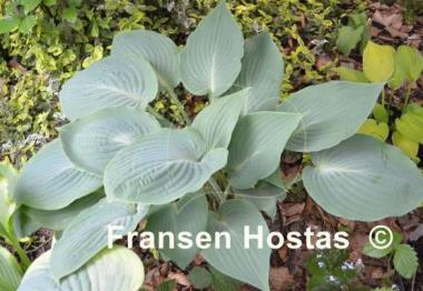 Hosta Bedford Blue