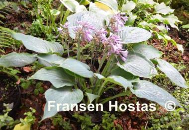 Hosta Bedford Blue