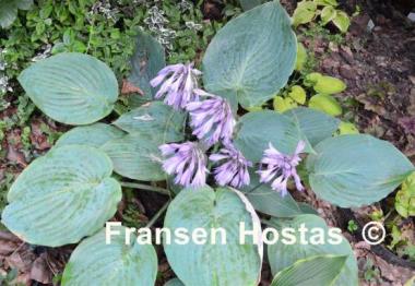 Hosta Bedford Blue