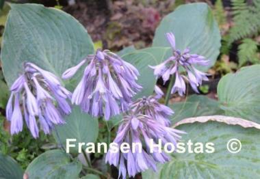 Hosta Bedford Blue