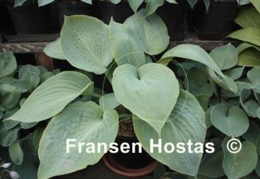 Hosta Bedford Blue