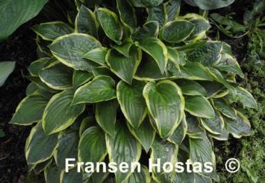 Hosta Bedford Rise and Shine