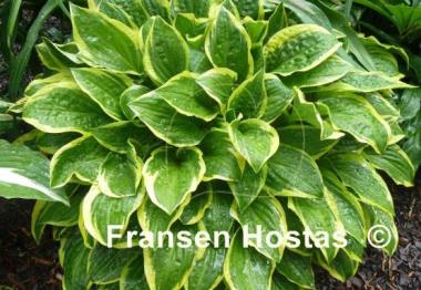 Hosta Bedford Rise and Shine