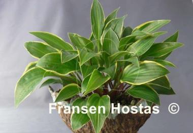 Hosta Bedford Rise and Shine