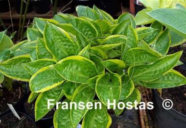 Hosta Bedford Rise and Shine