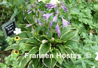 Hosta Bedford Rise and Shine