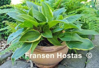 Hosta Bedford Rise and Shine