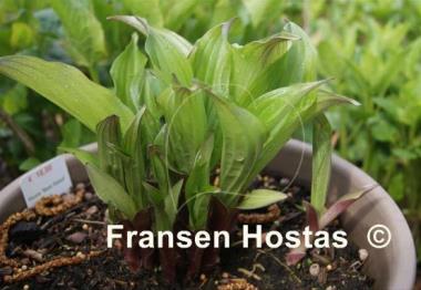 Hosta Beet Salad