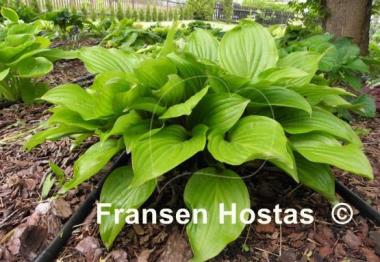 Hosta Beet Salad