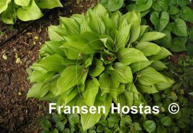 Hosta Beet Salad