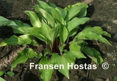 Hosta Beet Salad