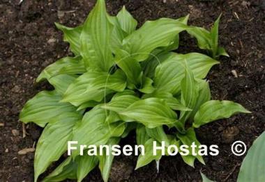 Hosta Beet Salad