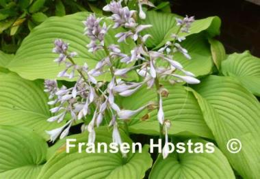 Hosta Behemoth