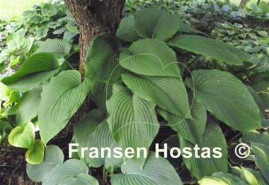 Hosta Behemoth
