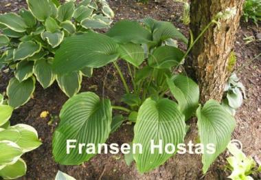Hosta Behemoth